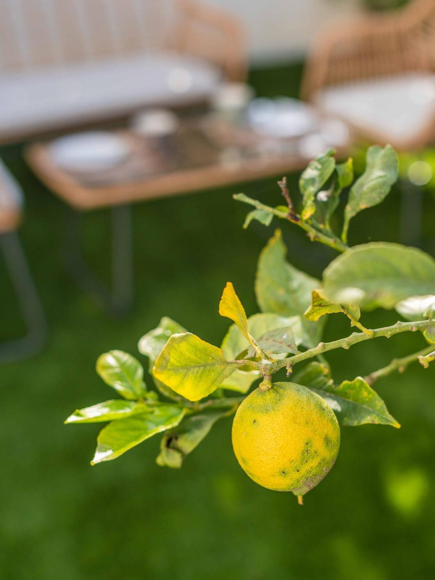 Lemon House - 400M From The Beach - Wifi Albufeira Esterno foto